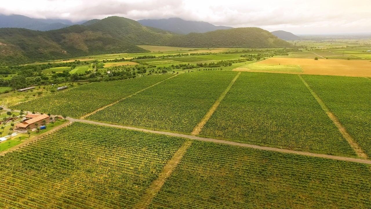 Georgias $100M Blockchain-Backed Leap in Climate-Smart Agriculture