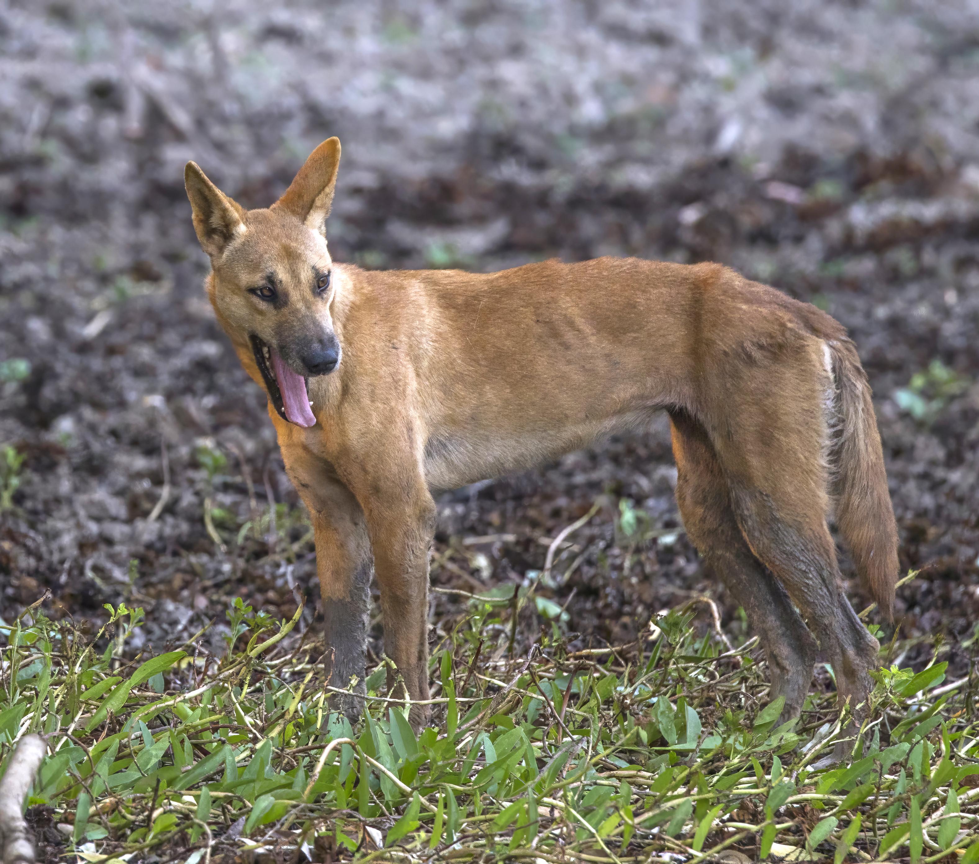 Ancient DNA Clarifies European Dog Admixture and Guides Modern Dingo Conservation