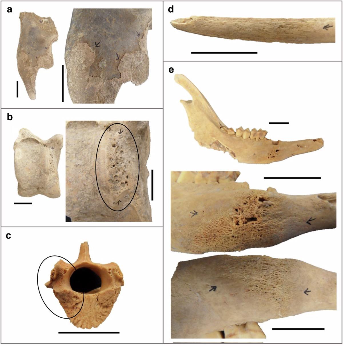 Ancient Zoonotic Pathogens in Animal Bones: Integrating Zooarchaeology, Palaeopathology and DNA Across 6,000 Years