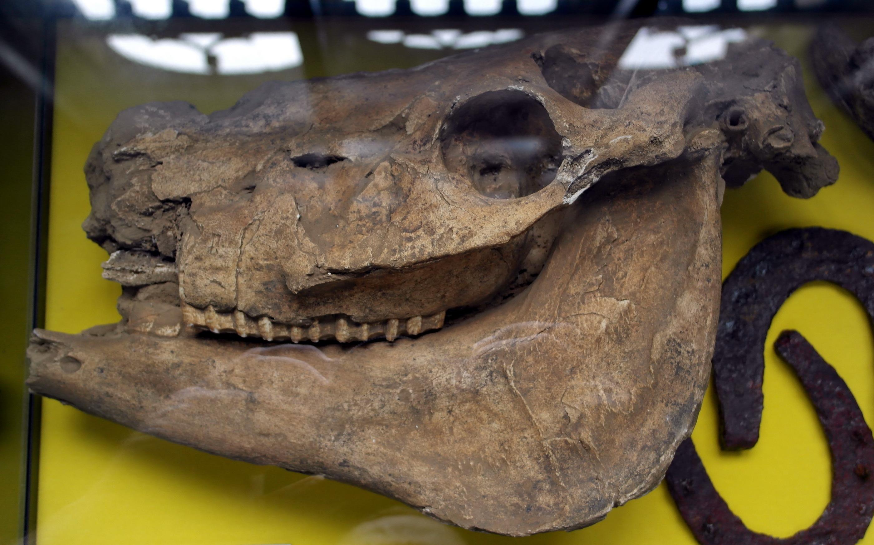 Early Horse Riding Before Full Domestication: Insights from Ancient DNA and Archaeology
