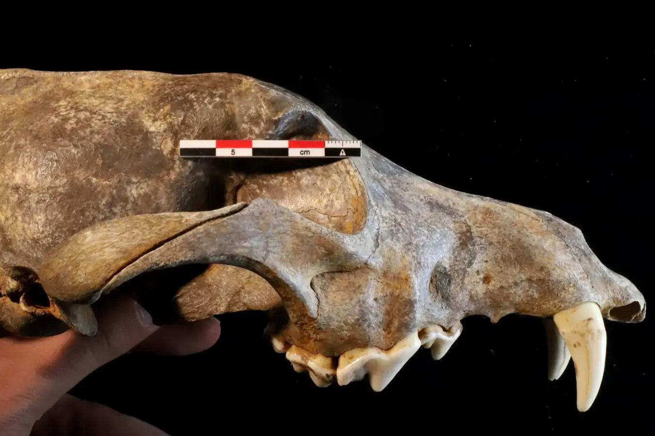 Ancient Dogs of Eurasia: from Palaeolithic Caves to Mesolithic Rivers